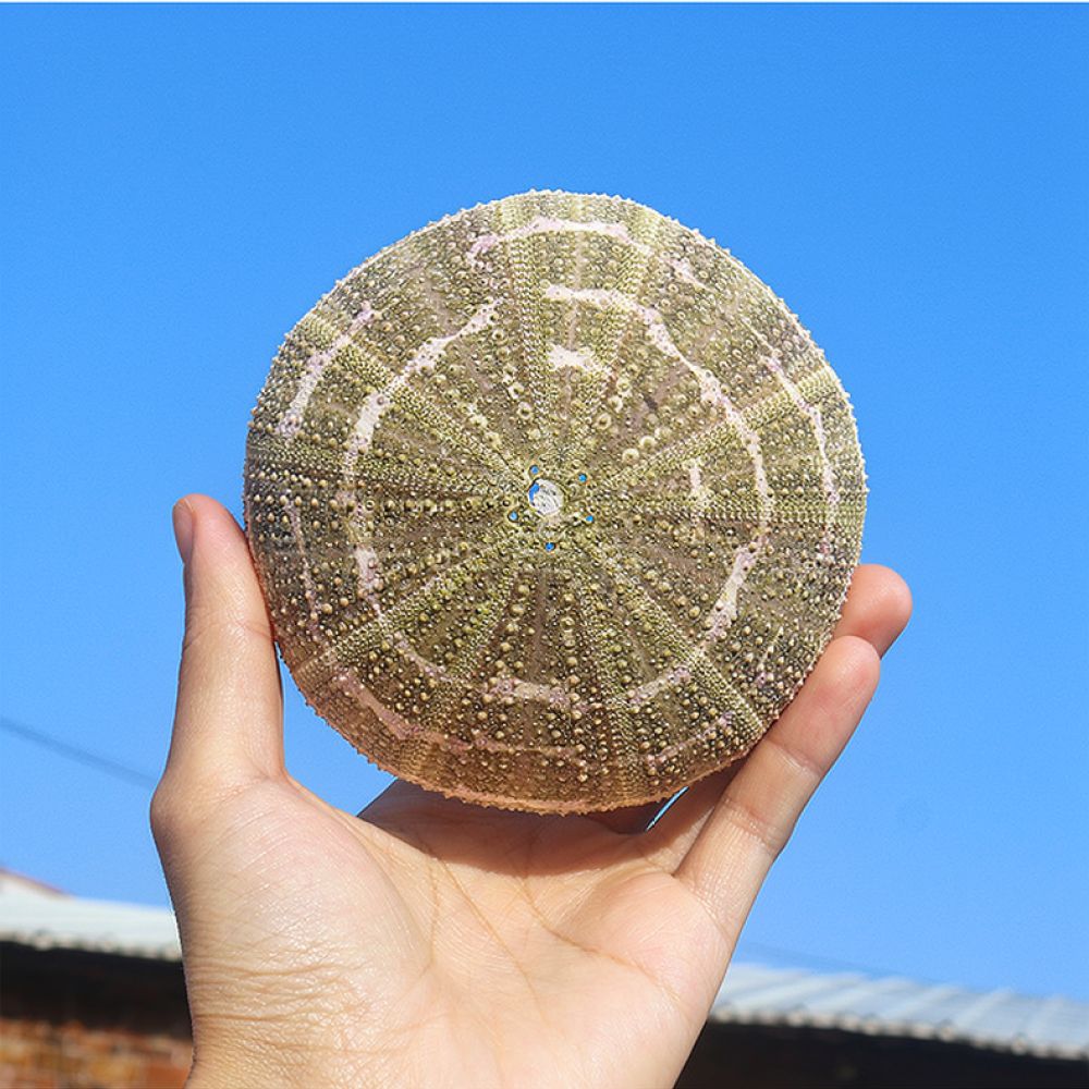 Sea Urchin Craft For For Zhuol - đánh giá và giá Aquarium Plant Holder