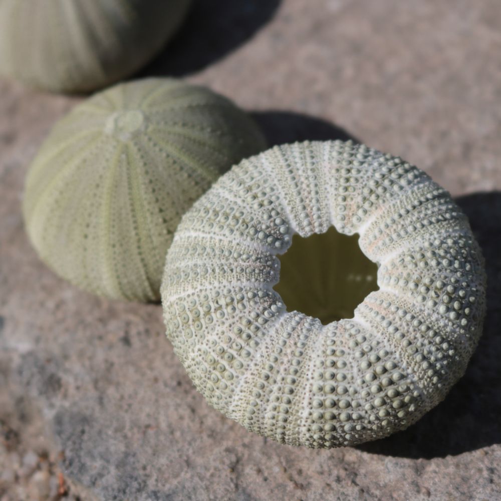 Sea Urchin Craft For For Zhuol - đánh giá và giá Aquarium Plant Holder