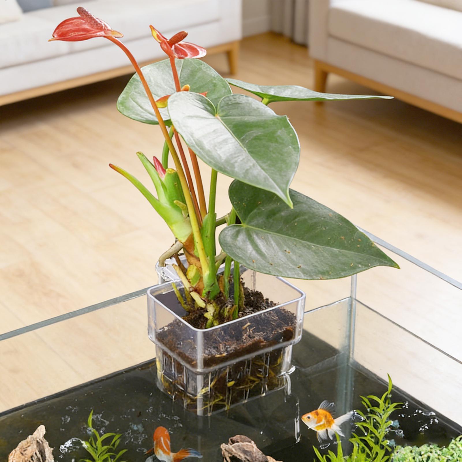Aquarium Plant Basket Transpar - đánh giá và giá Aquarium Plant Holder