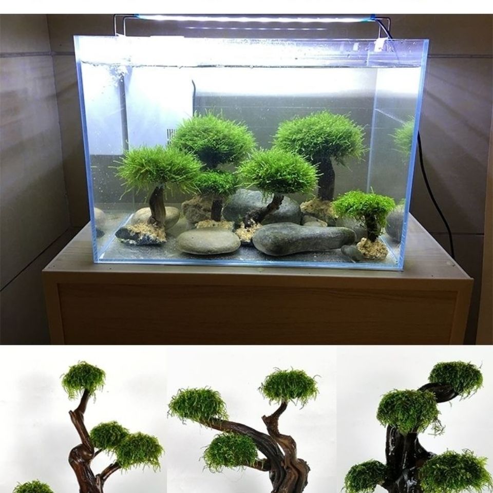 Fish tank greening wood frame  - đánh giá và giá Aquarium Driftwood