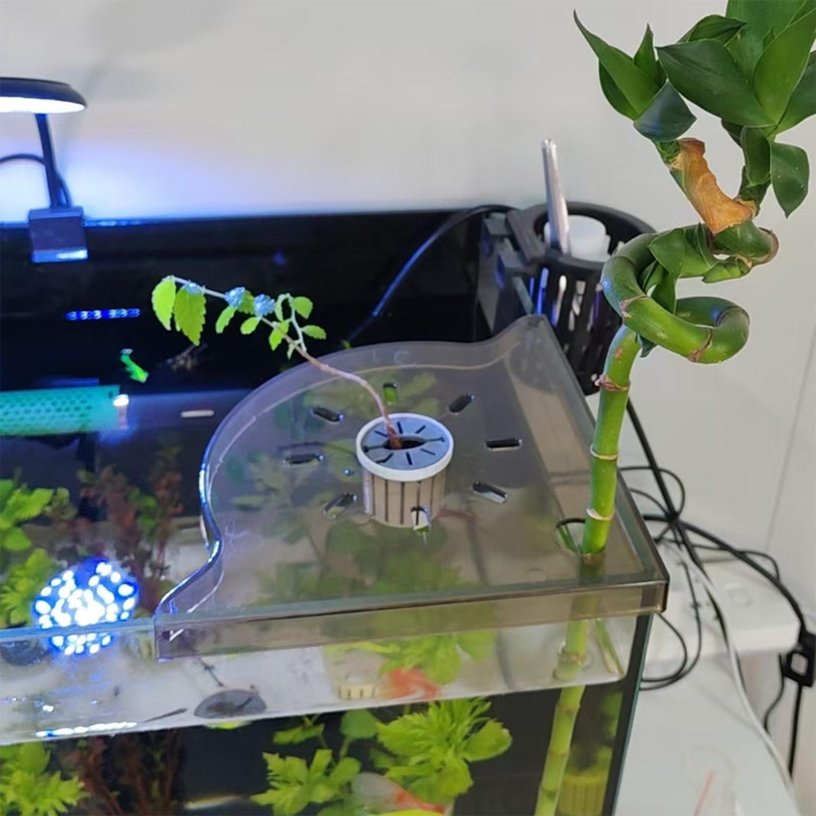 Triangle Fish Tank Corner Stor - đánh giá và giá Aquarium Plants Live
