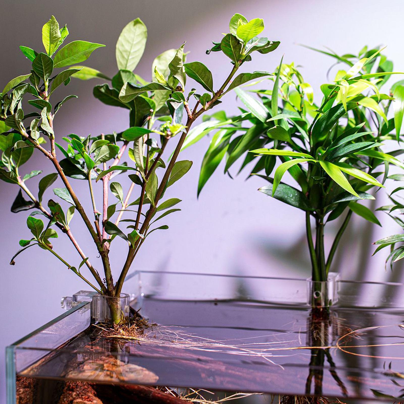6pcs Aquarium Plant Holders Cl - đánh giá và giá Aquarium Plant Holder
