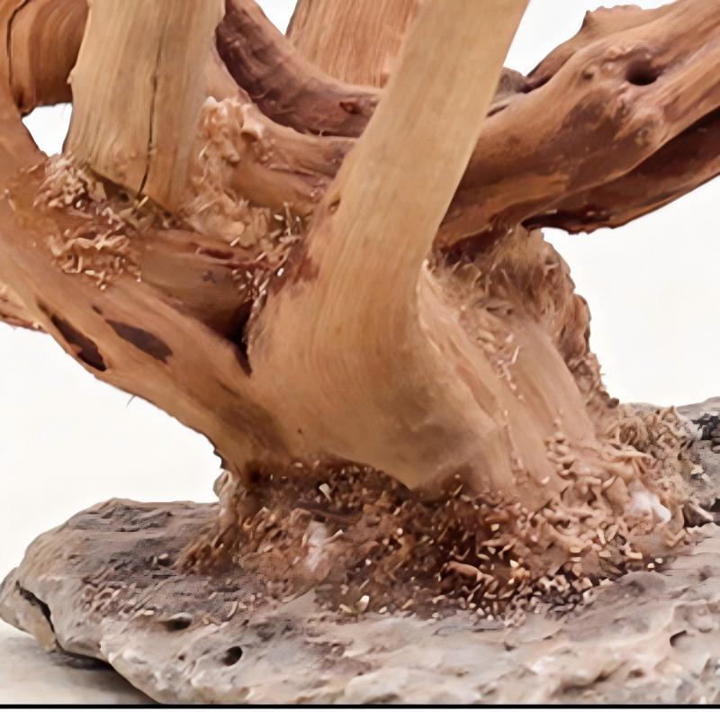 1 Bể Cá Cảnh Quan Gỗ Đồ Trang  - đánh giá và giá Aquarium Driftwood